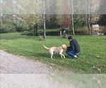 Small Photo #4 Labrador Retriever Puppy For Sale in NORTON SHORES, MI, USA