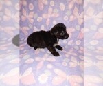 Small #10 Poodle (Toy)