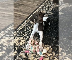 German Shorthaired Pointer Puppy for sale in LEONARD, TX, USA