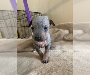 American Hairless Terrier Puppy for sale in GARLAND, UT, USA