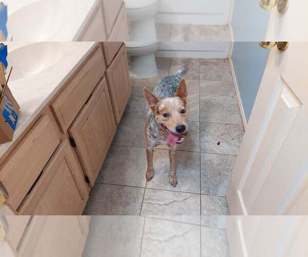 Medium Photo #3 Mutt Puppy For Sale in Rowlett, TX, USA