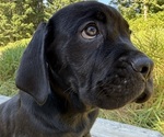 Small #4 Cane Corso