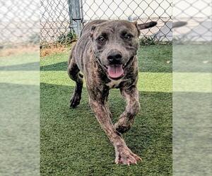 American Pit Bull Terrier-Unknown Mix Dogs for adoption in Texas City, TX, USA