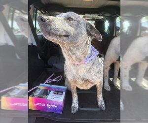 Mutt Dogs for adoption in Stockton, CA, USA