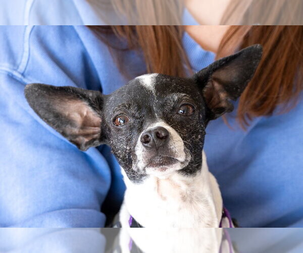 Medium Photo #17 Chihuahua-Unknown Mix Puppy For Sale in Mundelein, IL, USA