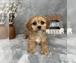 Small Photo #1 Cavapoo (Standard) Puppy For Sale in GREENFIELD, IN, USA
