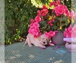 Puppy Brown Golden Retriever