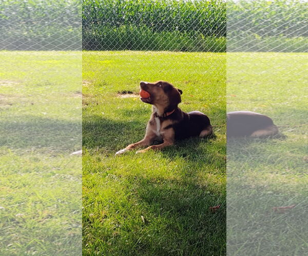 Medium Photo #2 Mutt Puppy For Sale in Clinton , MI, USA