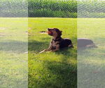 Small #1 Mutt