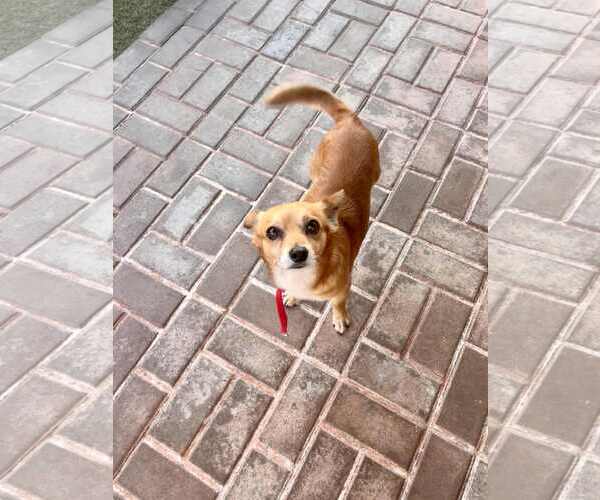 Medium Photo #4 Chiweenie Puppy For Sale in Escondido, CA, USA