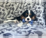 Small #5 Cavalier King Charles Spaniel