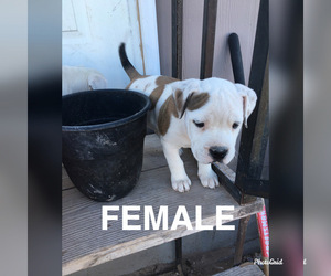 Olde English Bulldogge Puppy for sale in ELEPHANT BTTE, NM, USA