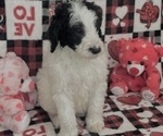 Puppy Riku Goldendoodle