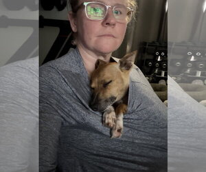 Jack - Male Rat Terrier Dog for Adoption - Photo #3