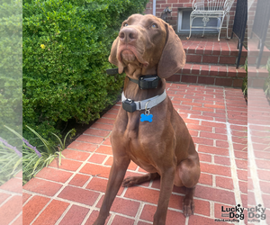 Polo - Male German Shorthaired Pointer-Unknown Mix Dog for Adoption - Photo #7