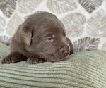 Puppy Blue Labrador Retriever