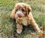 Small #3 Cavapoo