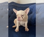 Small Photo #28 French Bulldog Puppy For Sale in CARY, NC, USA