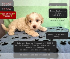 Havanese-Zuchon Mix Puppy for sale in TUCSON, AZ, USA