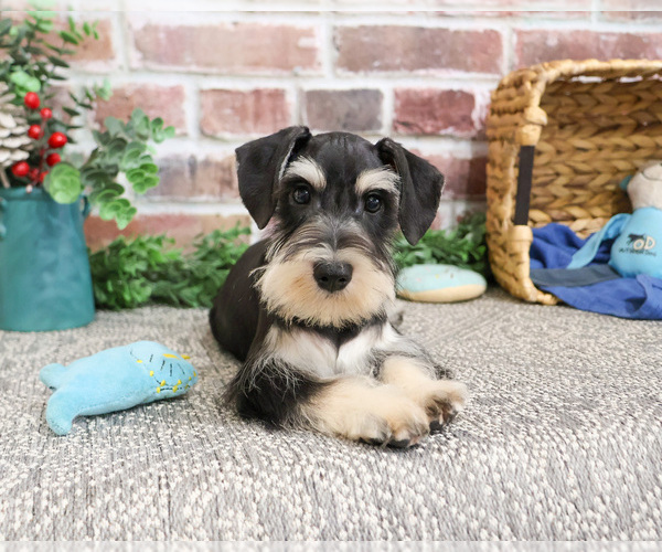 Medium Photo #4 Schnauzer (Miniature) Puppy For Sale in SYRACUSE, IN, USA