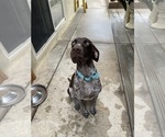 Small Photo #1 German Shorthaired Pointer Puppy For Sale in RIVERSIDE, CA, USA