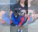 Small French Bulldog