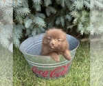 Small #3 Pomeranian