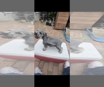 Small #3 Schnauzer (Miniature)