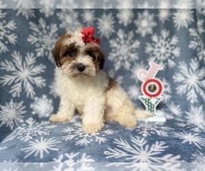 Maltipoo (Miniature) Puppy for sale in LAKELAND, FL, USA