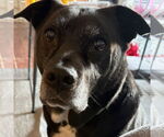 Small #11 Labrador Retriever Mix