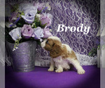 Image preview for Ad Listing. Nickname: Brody
