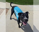 POWERS - Male American Pit Bull Terrier-Unknown Mix Dog for Adoption - Small photo