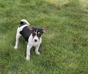 Medium Rat Terrier