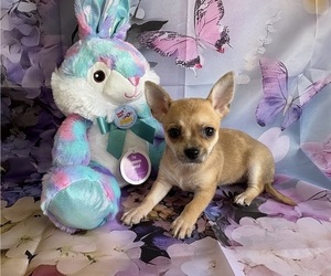 Chihuahua Puppy for sale in CENTER HILL, FL, USA