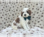 Small #5 Cavapoo