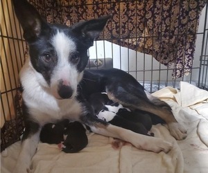 Mother of the Border Collie puppies born on 01/27/2022