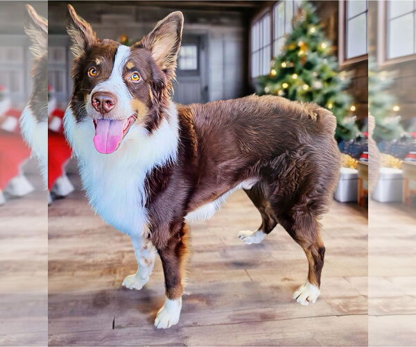 Medium Photo #2 Australian Shepherd Puppy For Sale in Highland, IL, USA