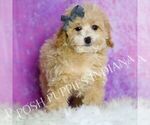 Small Photo #11 Poodle (Miniature) Puppy For Sale in WARSAW, IN, USA