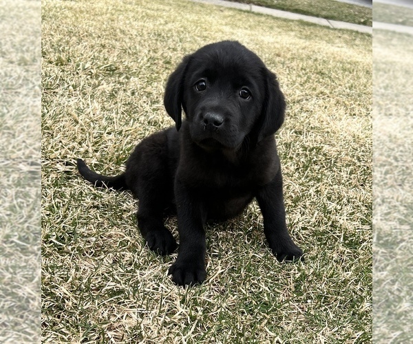 Medium Photo #3 Labrador Retriever Puppy For Sale in BEECH GROVE, IN, USA