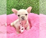 Small Photo #1 French Bulldog Puppy For Sale in BEAVERTON, OR, USA