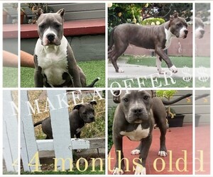 Bullboxer Pit Puppy for sale in SAN PEDRO, CA, USA