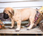 Small Photo #7 Mastiff Puppy For Sale in WAKARUSA, IN, USA