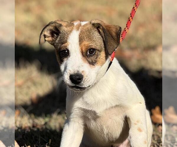Medium Photo #1 Australian Shepherd-Unknown Mix Puppy For Sale in Yardley, PA, USA