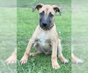 Mutt Dogs for adoption in Ventura, CA, USA