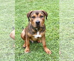 Small #1 Mutt