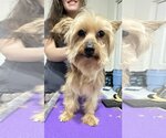 Small #1 Mutt