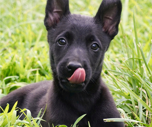 Medium Belgian Malinois