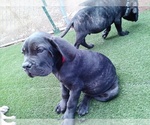 Small #11 Cane Corso