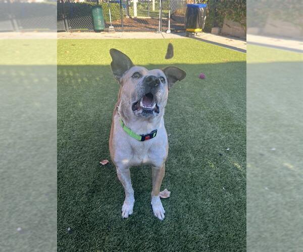 Medium Photo #3 Mutt Puppy For Sale in Elk Grove, CA, USA