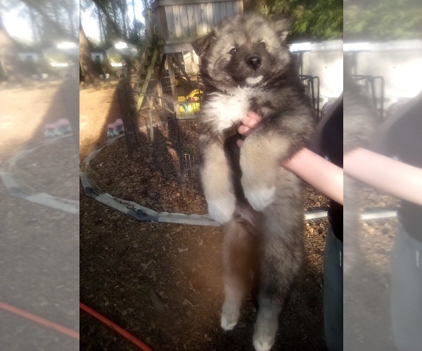 Medium Photo #1 Siberian Husky Puppy For Sale in FLORENCE, SC, USA